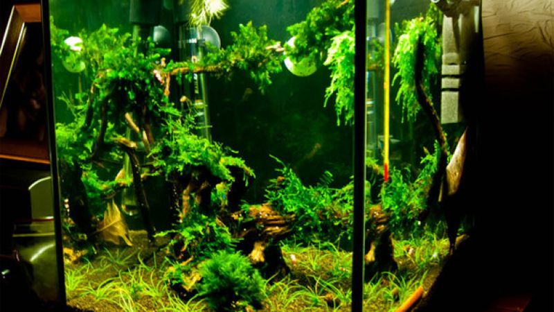 030l - krewetkarium - Paweł Mielczarkowski