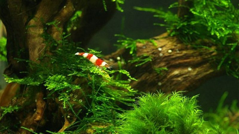 030l - krewetkarium - Paweł Mielczarkowski