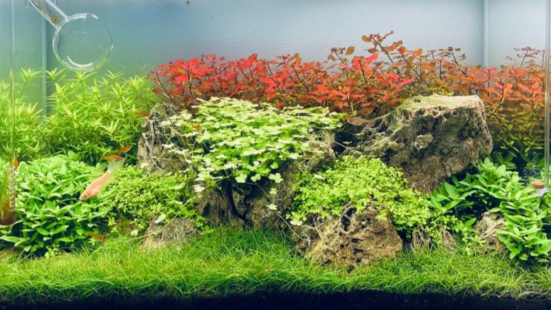 Akwarium roślinne 64l