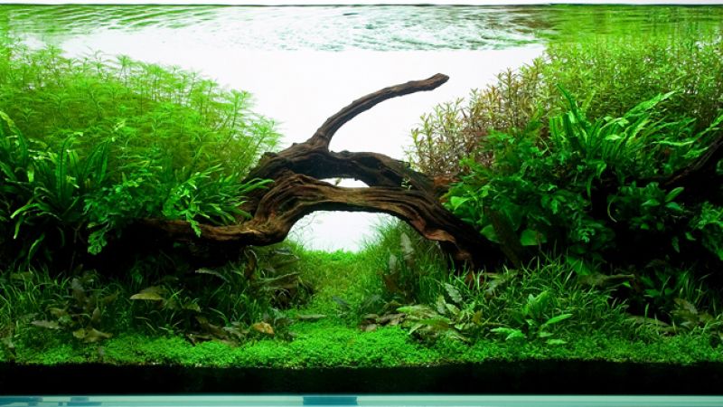 243l - Nature Aquarium I - Radek Baszak