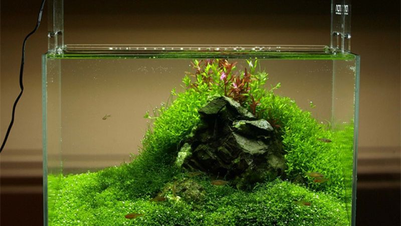020l - Mini M - Rafau