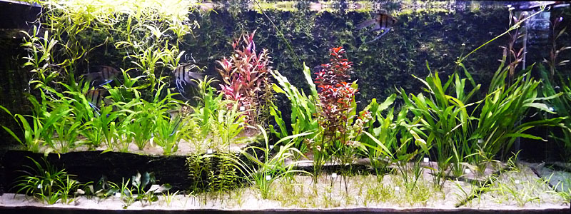 Akwaria roślinne w Ogrodzie Botanicznym we Wrocławiu
