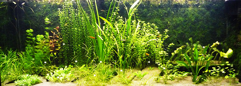 Akwaria roślinne w Ogrodzie Botanicznym we Wrocławiu
