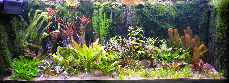 Akwaria roślinne w Ogrodzie Botanicznym we Wrocławiu