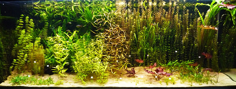 Akwaria roślinne w Ogrodzie Botanicznym we Wrocławiu