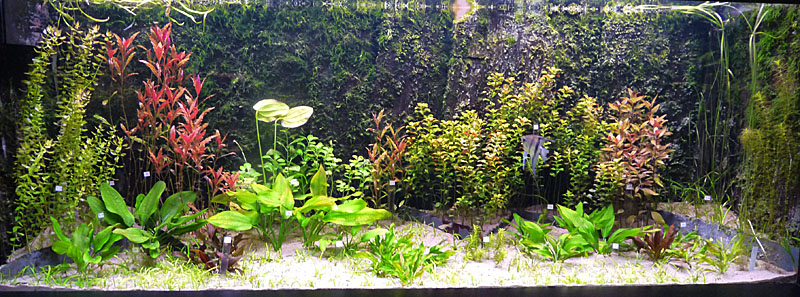 Akwaria roślinne w Ogrodzie Botanicznym we Wrocławiu