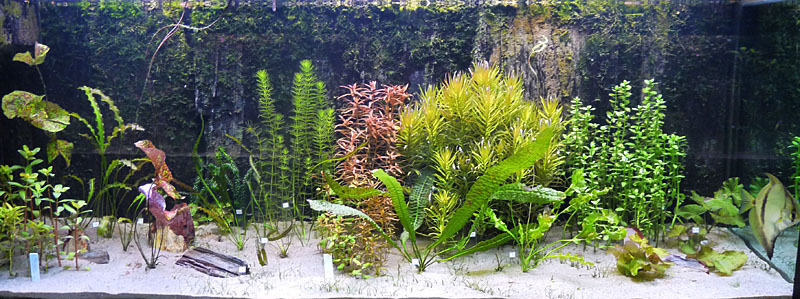 Akwaria roślinne w Ogrodzie Botanicznym we Wrocławiu
