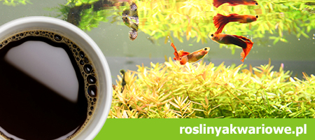 Blog roslinyakwariowe.pl