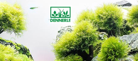 DENNERLE Nano Cube Contest 2014 - głosowanie