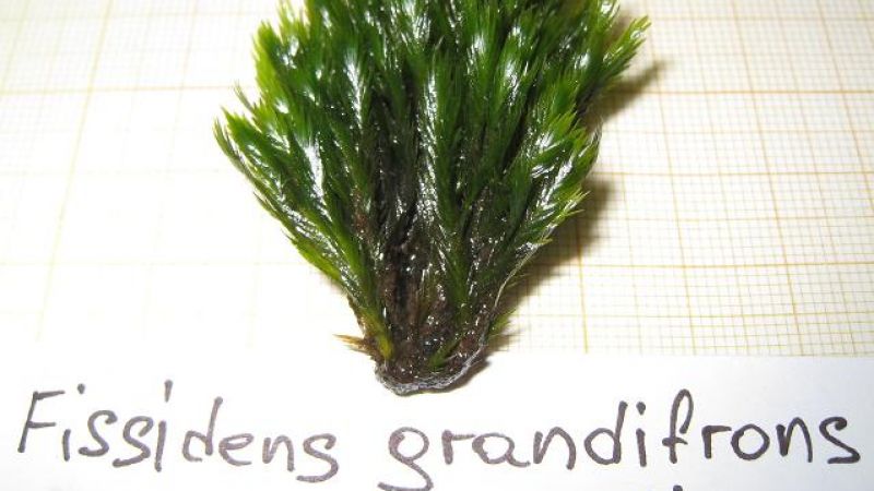 Fissidens Grandifrons var. Planiccaulis