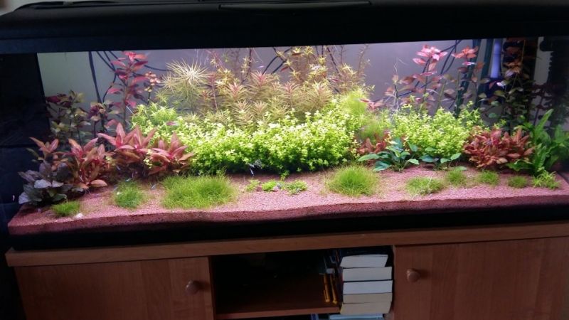Akwarium holenderskie