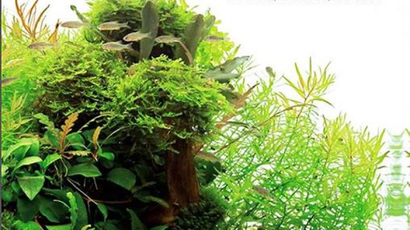 Aquascaping Guide