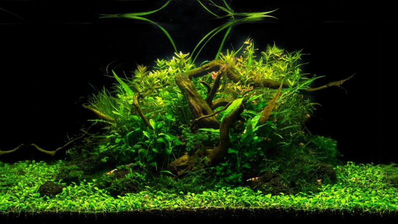 Italian Aquascapers Union