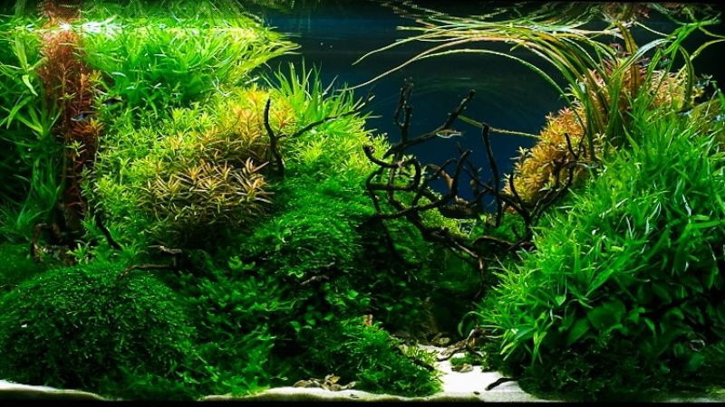 Italian Aquascapers Union