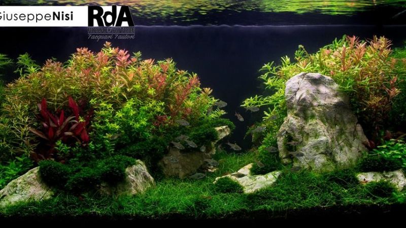 Italian Aquascapers Union