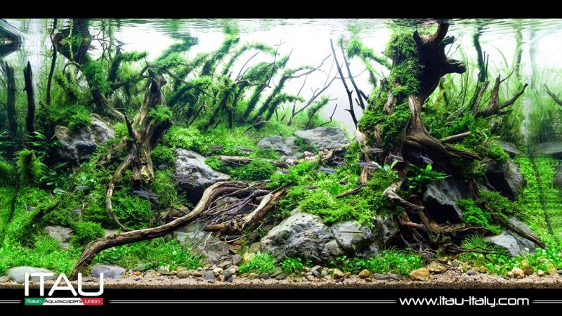 Italian Aquascapers Union
