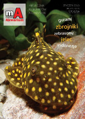 Magazyn Akwarium (125)