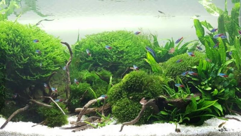 Ciekawe akwarium 360l