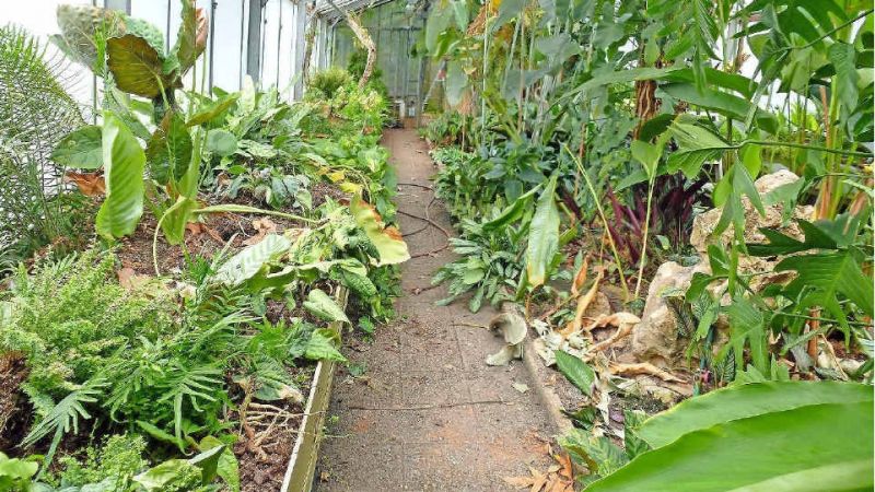 Zagrożona kolekcja roślin w Ogrodzie Botanicznym