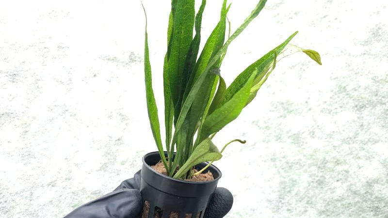 Nowe odmiany Microsorum