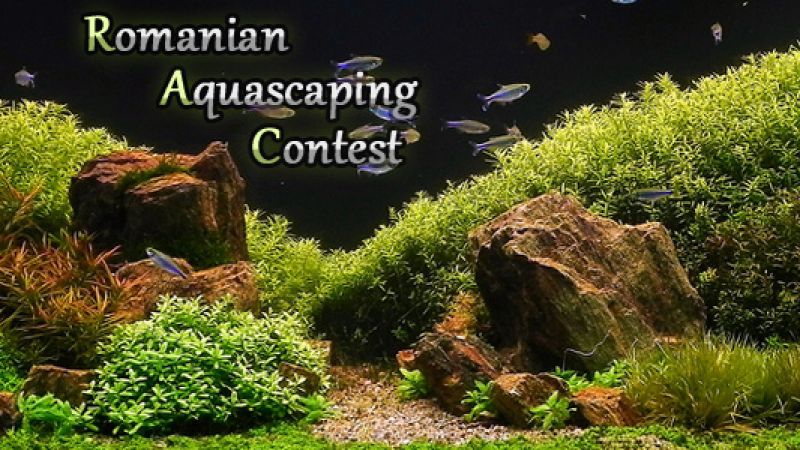 Romanian Aquascaping Contest 2014