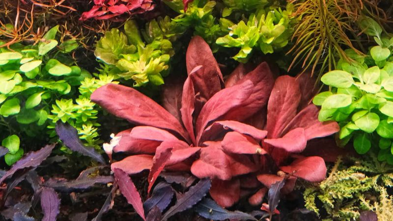 Samolus parviflorus red (Lysimachia parvifolia)