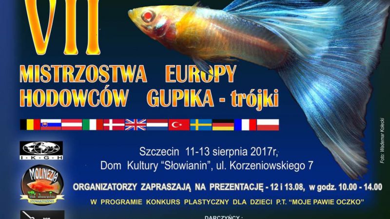 VII Mistrzostwa Europy hodowców gupika - trójki