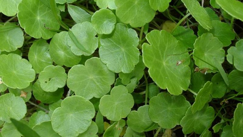 Wyciąg z Hydrocotyle asiatica lekiem na depresję?