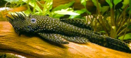 Zbrojnik niebieski Glonojad - Ancistrus multispinis