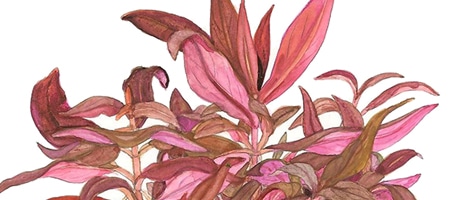 Alternanthera reineckii sp. Mini
