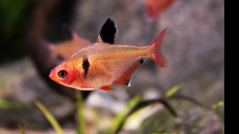 Bystrzyk barwny - Hyphessobrycon callistus 