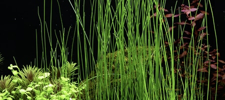 Eleocharis montevidensis