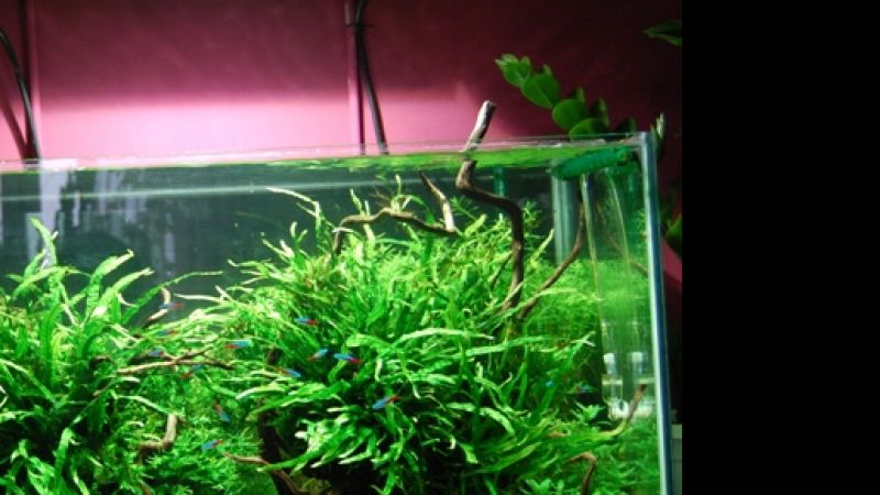 HQI 70W - jak doświetlić boki akwarium
