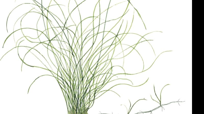 Eleocharis parvula