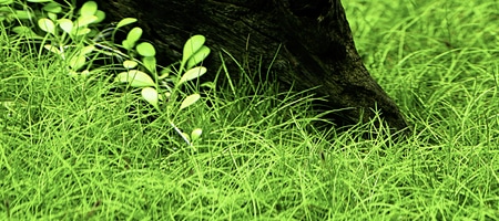 Eleocharis parvula