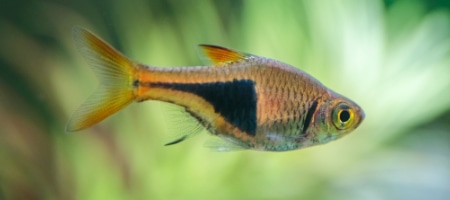 Razbora klinowa - Rasbora heteromorpha