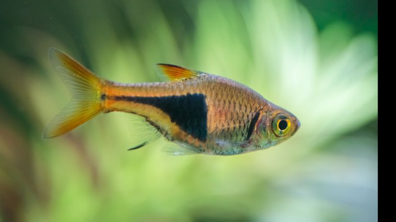 Razbora klinowa - Rasbora heteromorpha