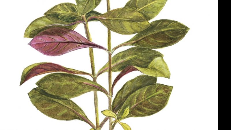 Ludwigia repens rubin