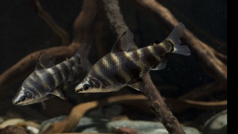 Stojaczek Marmurkowany - Abramites hypselonotus
