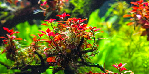 Ludwigia mini sp. super red
