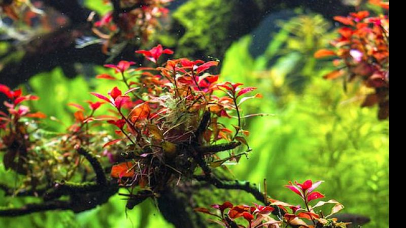 Ludwigia mini sp. super red