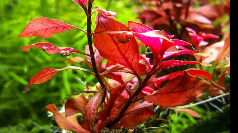 Ludwigia mini sp. super red