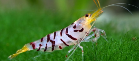 Tiger Shrimp - Caridina cf. cantonensis