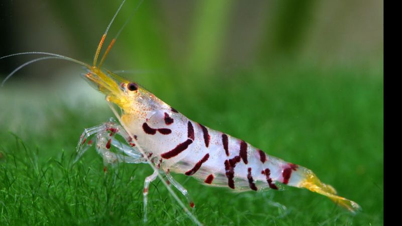 Tiger Shrimp - Caridina cf. cantonensis