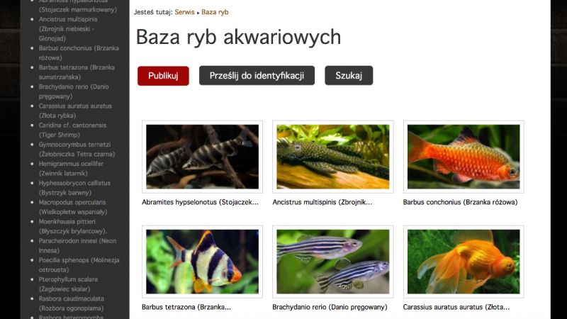 Baza ryb akwariowych