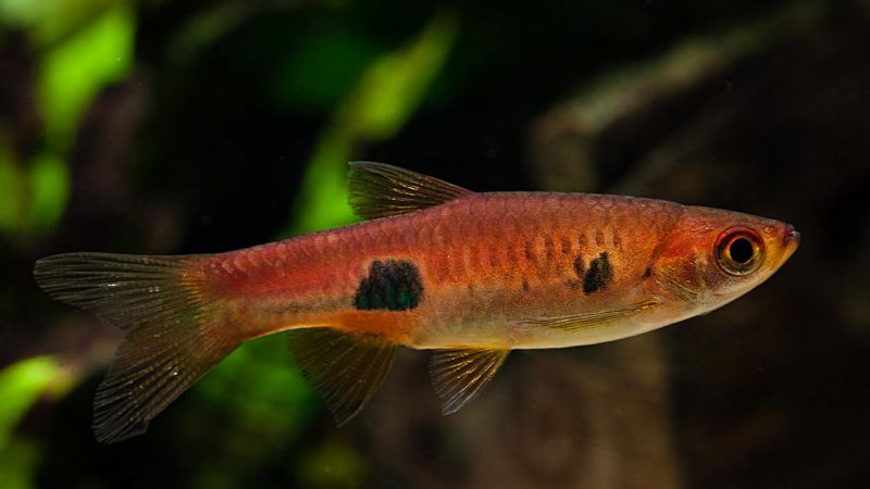 Rozbora Wielkoplama - Rasbora kalochroma