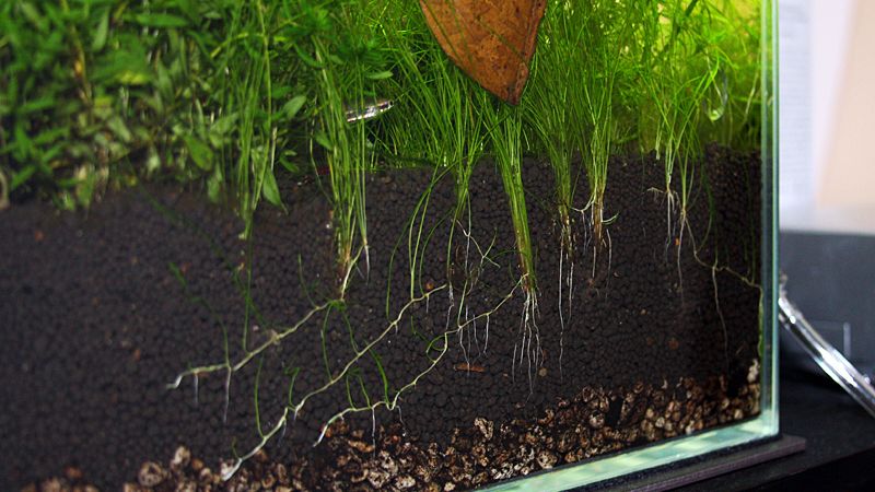 ADA Amazonia