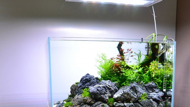 Doświadczenie z nawozami Tropica