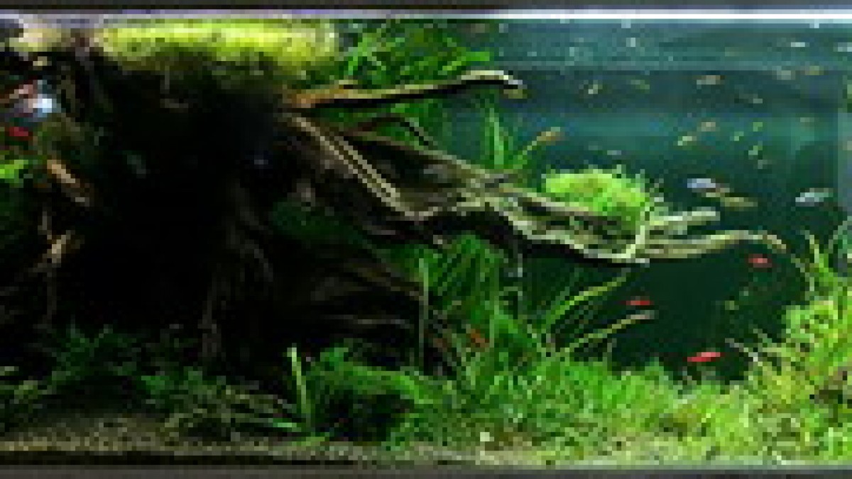 Największe akwarium (750l)