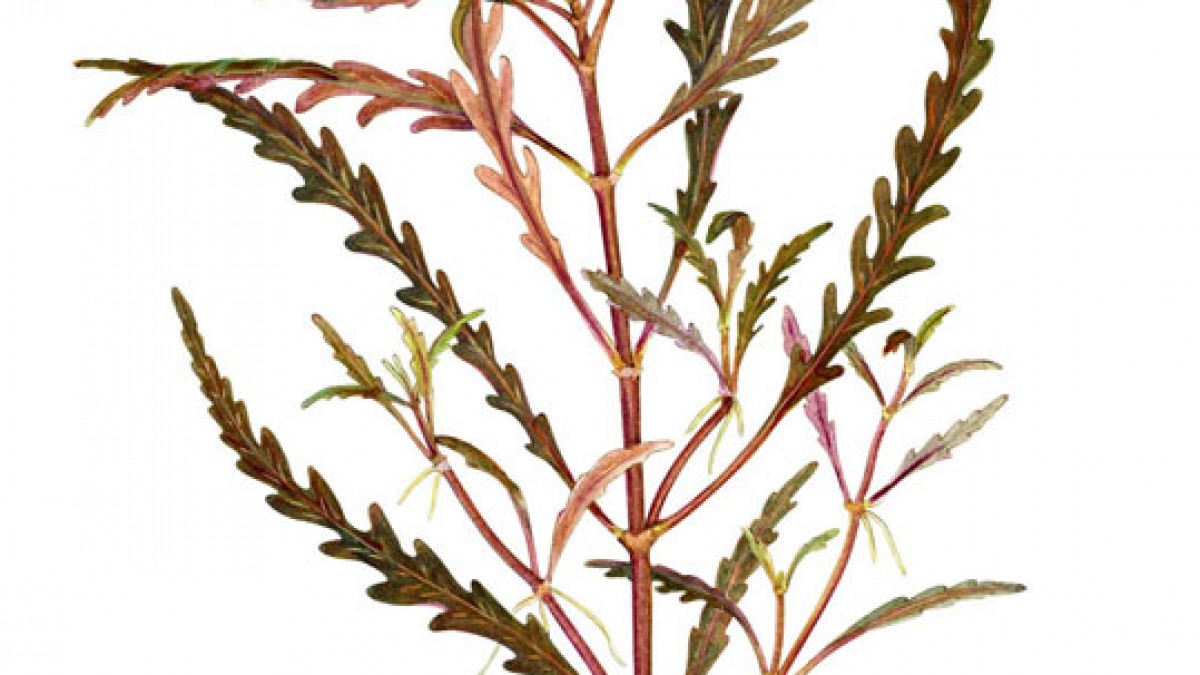 Hygrophila pinnatifida - trudności w uprawie